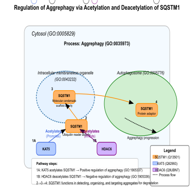 FIG-654d809000000053-Regulation_of_aggrephagy_via_acetylation_and_deacetylation_of_SQSTM1_by_KAT5_and_HDAC6__respectively___Human__