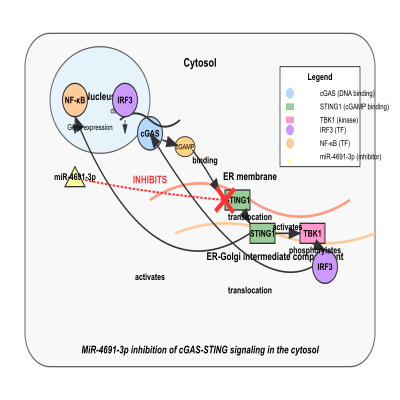 FIG-654d809000000802-Model_of_MiR_4691_3p_inhibition_of_cGAS_STING_signaling_in_the_cytosol__Human_