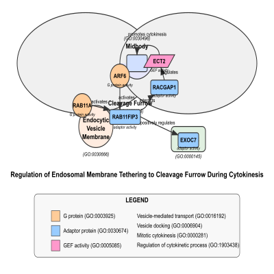 FIG-654d809000002825-Regulation_of_endosomal_membrane_tethering_to_cleavage_furrow_during_cytokinesis_by_the_FIP3_Rab11_complex__Human_
