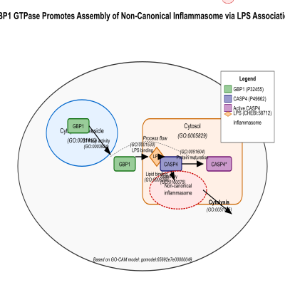 FIG-65692e7e00000049-GBP1_GTPase_promotes_assembly_of_the_non_canonical_inflammasome_via_association_with_lipopolysaccharide__Human__