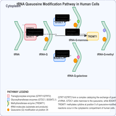 FIG-657ba49f00001143-tRNA_queuosine_promotes_further_glycosylation_by_GTDC1_and_B3GNTL1__and_methylation_by_TRDMT1__Human___