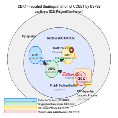 FIG-657ba49f00001888-CDK1_mediated_deubiquitination_of_CCNB1_by_USP22_leading_to_G2_M_progression__Human_