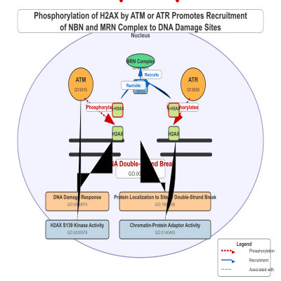 FIG-65a1f4f800000487-Phosphorylation_of_H2AX_by_ATM_or_ATR_promotes_recruitment_of_NBN_and_MRN_complex_to_DNA_damage_sites__Human___