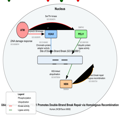 FIG-65a1f4f800000553-Ubiquitination_of_NBN_by_PELI1_promotes_double_strand_break_repair_via_homologous_recombination__Human__