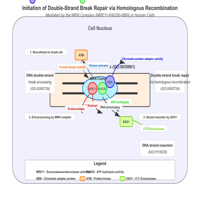 FIG-65a1f4f800000855-Initiation_of_double_strand_break_repair_via_homologous_recombination_by_the_MRN__complex__MRE11_RAD50_NBN___Human__