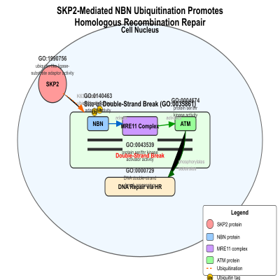 FIG-65a1f4f800001029-SKP2_mediates__Lys_63__linked_ubiquitination_of_NBN__promoting_double_strand_break_repair_via_homologous_recombination__Human__