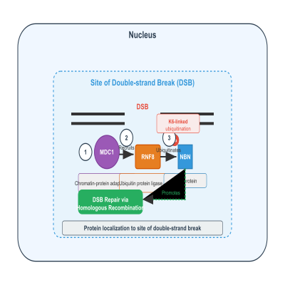 FIG-65a1f4f800001127-Ubiquitination_of_NBN_by_RNF8_promotes_double_strand_break_repair_via_homologous_recombination__Human__