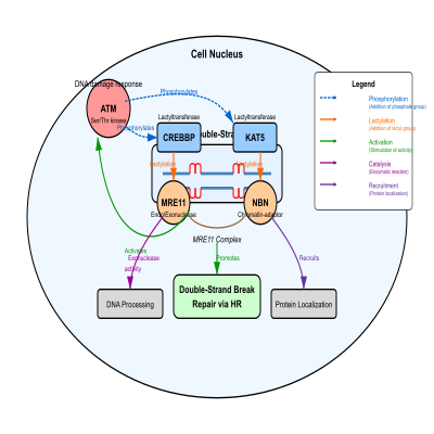FIG-65a1f4f800001246-Lactylation_of_MRE11_by_CREBBP_and_NBN_by_KAT5_in_response_to_DNA_damage_promotes_double_strand_break_repair_via_homologous_recombination__Human__