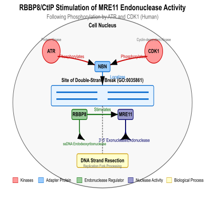 FIG-65a1f4f800001380-RBBP8_CtIP_stimulates_the_endonuclease_activity_of_MRE11_following_phosphorylation_by_ATR_and_CDK1__Human__