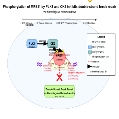FIG-65a1f4f800001740-Phosphorylation_of_MRE11_by_PLK1_and_CK2_inhibits_double_strand_break_repair_via_homologous_recombination__Human___