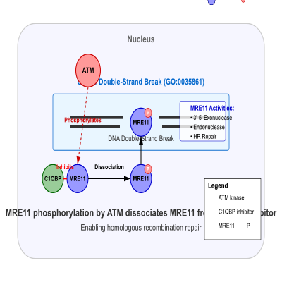 FIG-65a1f4f800002442-MRE11_phosphorylation_by_ATM_dissociates_MRE11_from_C1QBP_inhibitor__Human__