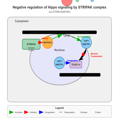 FIG-65bc474400000955-Negative_regulation_of_Hippo_signaling_by_STRIPAK_complex_via_STRN4_MAP4K4_Human__