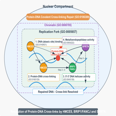 FIG-65c57c3400000100-Resolution_of_protein_DNA_cross_links_by_HMCES__BRIP1_FANCJ_and_SPRTN__Human__