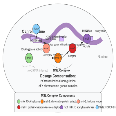 FIG-65c57c3400000359-Dosage_compensation_in_male_Drosophila_by_the_MSL_complex__composed_of_mle__msl_1__msl_2__msl_3_and_mof___D_melanogaster__