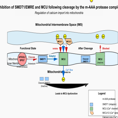 FIG-65c57c3400001115-Inhibition_of_SMDT1_EMRE_and_MCU_following_cleavage_by_the_m_AAA_protease_complex__composed_of_AFG3L2_and_SPG7___Human__