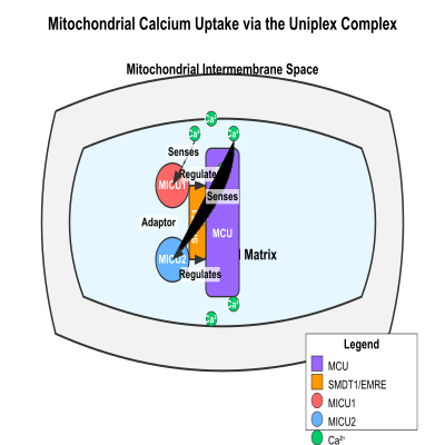 FIG-65d7e4ac00001363-Mitochondrial_calcium_uptake_by_the_uniplex_complex_composed_of_SMDT1_EMRE__MICU1__MICU2_and_MCU__Human__
