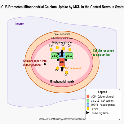 FIG-65d7e4ac00002435-MICU3_promotes_mitochondrial_calcium_uptake_by_MCU_in_the_central_nervous_system__Human__