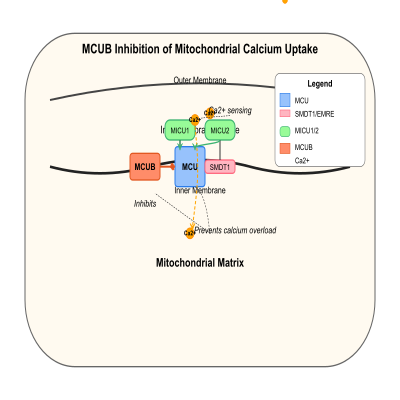 FIG-65d7e4ac00002808-MCUB_inhibits_mitochondrial_calcium_uptake_by_the_uniplex_complex__composed_of_SMDT1_EMRE__MICU1__MICU2_and_MCU__to_prevent_calcium_overload__Human__