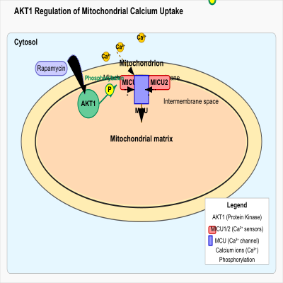FIG-65d7e4ac00002910-AKT1_affect_mitochondrial_calcium_uptake_in_response_to_rapamycin_by_mediating_phosphorylation_of_MICU1__Human__