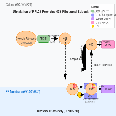 FIG-65f3ae5c00000170-Ufmylation_of_RPL26_following_translation_termination_promotes_60S_ribosomal_subunit_recycling__Human__