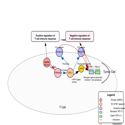 FIG-65f3ae5c00001022-UFL1_negatively_regulates_T_cell_activation_by_mediating_ufmylation_of_PDCD1_PD_1__Human__