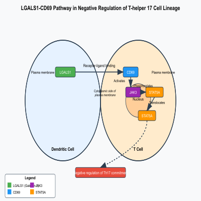 FIG-6606056e00000282-LGALS1_CD69_pair_involved_in_negative_regulation_of_T_helper_17_cell_lineage__Human_