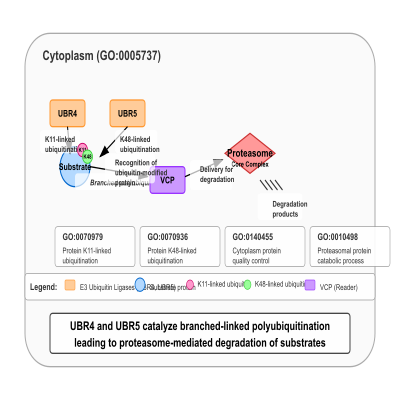 FIG-6606056e00000317-UBR4_and_UBR5_catalyze_branched_linked_polyubiquitination_of_substrates__leading_to_proteasome_mediated_degradation_of__substrates__Human__