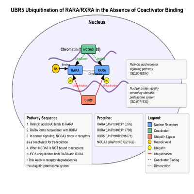FIG-6606056e00000485-UBR5_ubiquitinates_ligand_bound_RARA_and_RXRA_when_RARA_and_RXRA_are_not_associated_with_Nuclear_receptor_coactivators__NCOAs___Human__