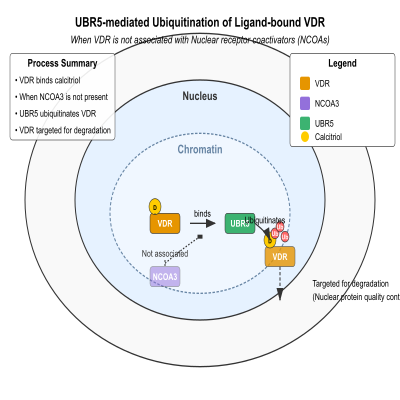 FIG-6606056e00000576-UBR5_ubiquitinates_ligand_bound_VDR_when_VDR_is_not_associated_with_Nuclear_receptor_coactivators__NCOAs___Human__