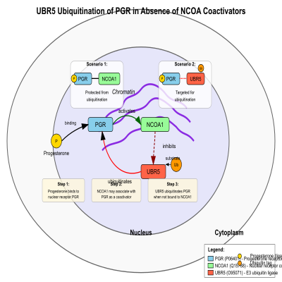 FIG-6606056e00000637-UBR5_ubiquitinates_ligand_bound_PGR_when_PGR_is_not_associated_with_Nuclear_receptor_coactivators__NCOAs___Human__