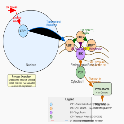 FIG-66187e4700000318-The_CRL5_ASB11__complex_mediates_ubiquitination_and_degradation_of_BIK_in_response_to_endoplasmic_reticulum_stress__Human__