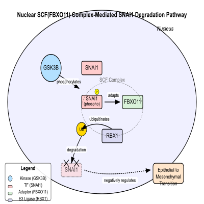 FIG-66187e4700001102-The_SCF_FBXO11__complex_mediates_ubiquitination_and_degradation_of_GSK3B_phosphorylated_SNAI1__Human__