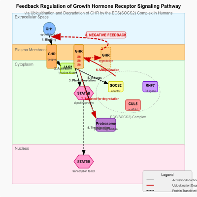 FIG-66187e4700001644-Feedback_regulation_of_growth_hormone_receptor_signaling_pathway_via_ubiquitination_and_degradation_of_GHR_by_the_ECS_SOCS2__complex__Human__
