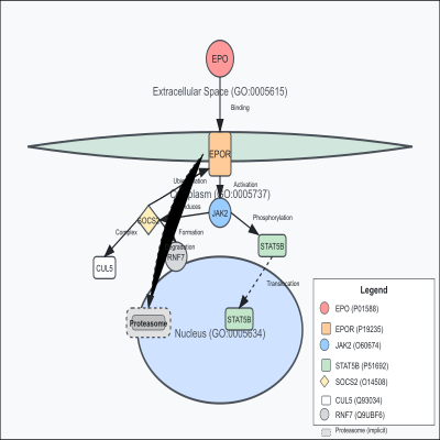 FIG-66187e4700002129-Feedback_regulation_of_erythropoietin_mediated_signaling_via_ubiquitination_and_degradation_of_EPOR_by_the_ECS_SOCS2__complex__Human__