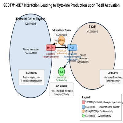 FIG-66187e4700002599-SECTM1_CD7_interaction_leading_to_cytokine_production_upon_T_cell_activation__Human_