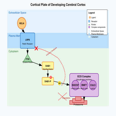 FIG-66187e4700002704-Inhibition_of_reelin_signaling_via_ubiquitination_and_degradation_of_DAB1_by_the_ECS_SOCS7__complex_in_the_cortical_plate_of_the_developing_cerebral_cortex__Human__