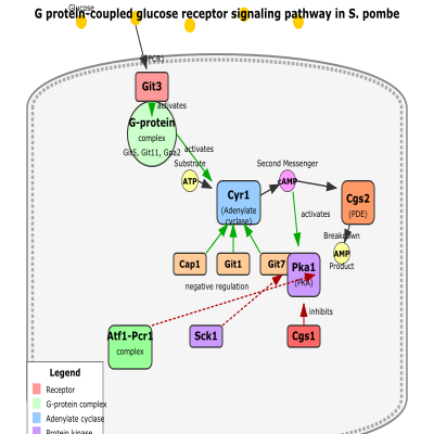 FIG-66187e4700003150-adenylate_cyclase_activating_G_protein_coupled_receptor_signaling_pathway__GO_0007189_