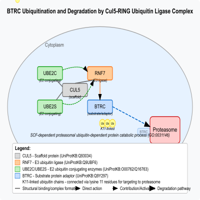FIG-662af8fa00000002-BTRC_is_ubiquitinated_and_degraded_by_a_Cul5_RING_ubiquitin_ligase_complex__Human__