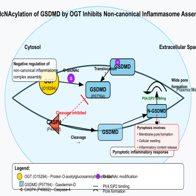 FIG-662af8fa00002457-O_GlcNAcylation_of_GSDMD_by_OGT_inhibits_the_non_canonical_inflammasome_assembly__Human_