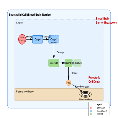 FIG-662af8fa00002572-Activation_of_the_non_canonical_inflammasome_mediated_by_Casp11_upon_lipopolysaccharide_binding_can_lead_to_blood_brain_barrier_breakdown__Mouse_