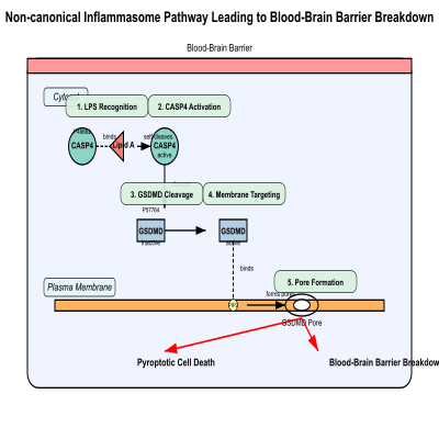 FIG-662af8fa00002657-Activation_of_the_non_canonical_inflammasome_mediated_by_CASP4_upon_lipopolysaccharide_binding_can_lead_to_blood_brain_barrier_breakdown__Human_