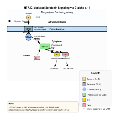 FIG-666b894f00001488-HTR2C_mediated_serotonin_signaling_via_G_alpha_q_11__phospholipase_c_activating__IP3__DAG___Human__