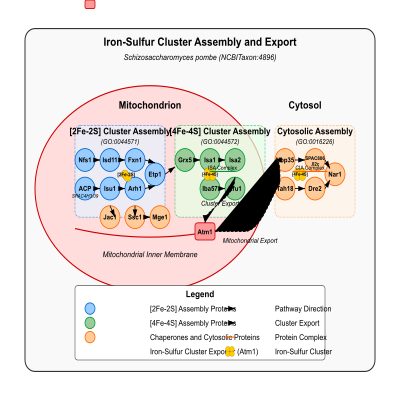 FIG-6690711d00000331-iron_sulfur_cluster_assembly__GO_0016226__and_iron_sulfur_cluster_export_from_the_mitochondrion___GO_0140466_