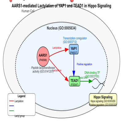 FIG-6690711d00001771-AARS1_mediates_lactylation_of_YAP1_and_TEAD1__promoting_activation_of_Hippo_signaling__Human__