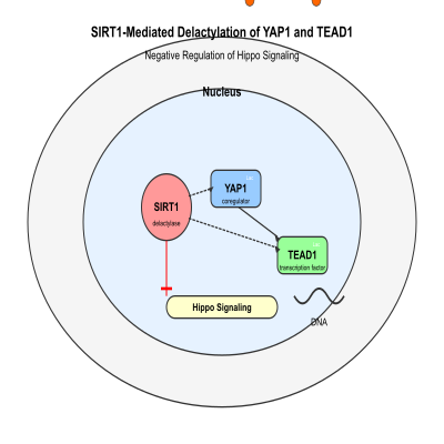 FIG-6690711d00001806-SIRT1_mediates_delactylation_of_YAP1_and_TEAD1__promoting_inactivation_of_Hippo_signaling__Human__
