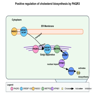 FIG-66a3e0bb00000156-Positive_regulation_of_cholesterol_biosynthesis_by_PAQR3_by_anchoring_SREBF1_SCAP_complex_to_the_Golgi____Human_