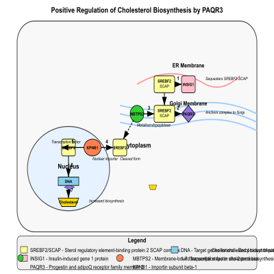 FIG-66a3e0bb00000443-Positive_regulation_of_cholesterol_biosynthesis_by_PAQR3_by_anchoring_SREBF2_SCAP_complex_to_the_Golgi____Human_