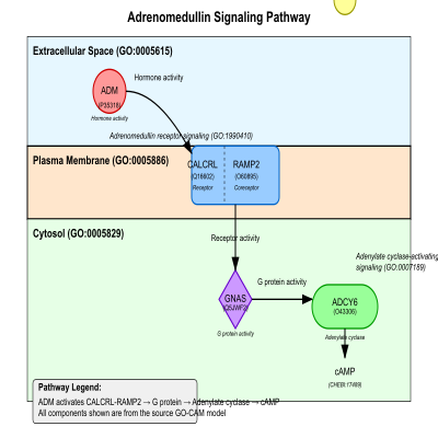 FIG-66a3e0bb00001159-Signaling_by_Adrenomedullin_mediated_by_ADM_ligand_activating_CALCRL_RAMP2_receptor_complex__Human_