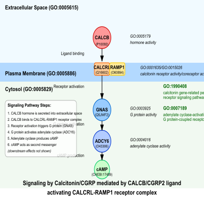 FIG-66a3e0bb00001742-Signaling_by_Calcitonin_CGRP_mediated_by_CALCB_CGRP2_ligand_activating_CALCRL_RAMP1_receptor_complex__Human_