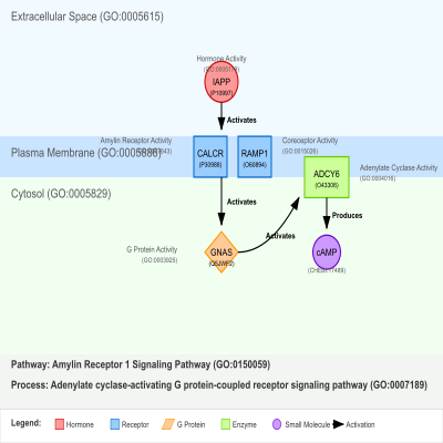 FIG-66a3e0bb00001796-Signaling_by_Amylin_mediated_by_IAPP_ligand_activating_CALCR_RAMP1__AMYR1__receptor_complex__Human_